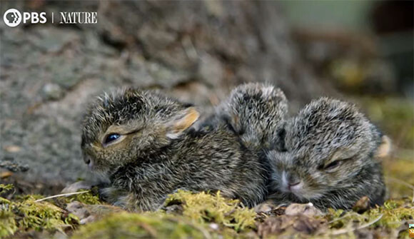 モフモフの毛を持って生まれてくるノウサギの赤ちゃん すぐにピョンピョン動けるように 年5月15日 エキサイトニュース