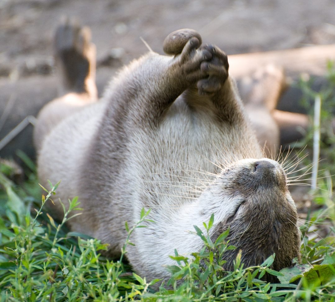 回したり転がしたり カワウソはなんでこんなに石遊びが大好きなの その理由を科学で検証 英研究 年5月18日 エキサイトニュース