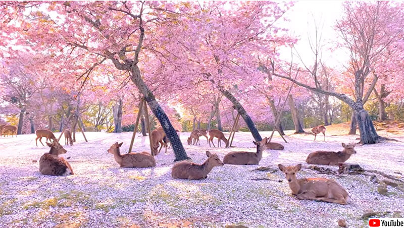 지브리?도원향?금년의 나라 공원의 벚꽃과 사슴의 콘트라스트는 이렇게도 아름다웠던 (2020연5월26일) - 익사이트 뉴스