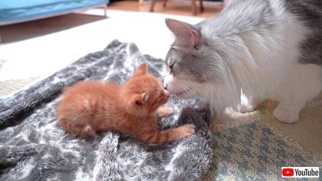 子猫が家にやって来た 先住猫と先住犬とのドキドキ ファーストエンカウンターは大成功に終わったよ 年5月28日 エキサイトニュース