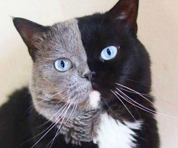 ピッタリ真ん中から色が違うキメラテイストの猫 子猫はパパの良いとこ取り イギリス 年6月日 エキサイトニュース