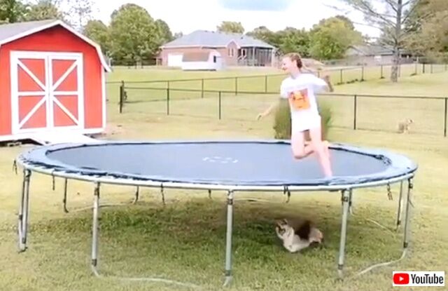 飼い主が心配で仕方のないコーギー 危ないってば 早く下りて と トランポリンの下でヤキモキ吠えまくる 年6月21日 エキサイトニュース