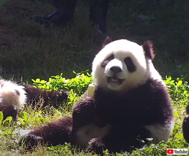 飯食ったか パンダたちがモリモリとご飯を食べるだけの動画に癒やされよう 年7月2日 エキサイトニュース