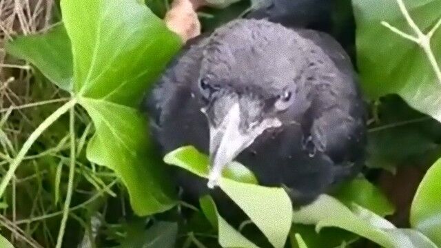 カラスのヒナの救助をしようとしたら カラスのママがアタックしてきたわけよ 年7月10日 エキサイトニュース