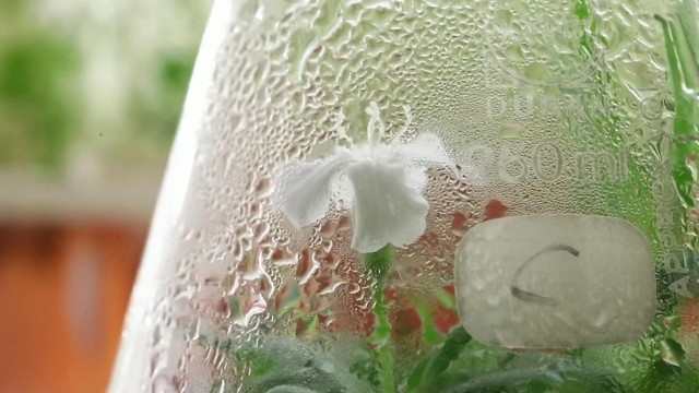 永久凍土に埋まっていた3万00年前の植物を蘇らせることに成功 その秘密を探る研究が始まる 年7月16日 エキサイトニュース