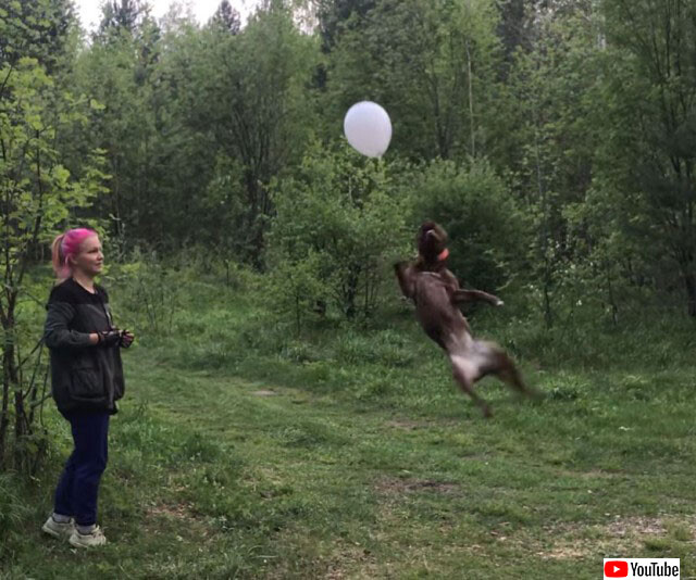 犬の身体能力すごい 地面に落とさずに風船をトスしつづける犬 年8月31日 エキサイトニュース