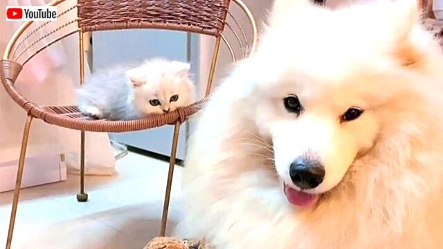 今日もみんなお疲れさま サモエド犬と子猫がまったり過ごす優しい時間に癒されたい 年7月27日 エキサイトニュース