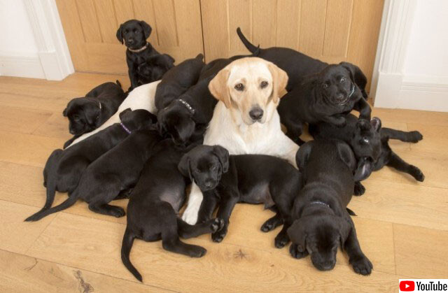 ベージュ色のラブラドールの母犬から生まれた13匹の子犬は全部黒色 イギリス 年8月29日 エキサイトニュース