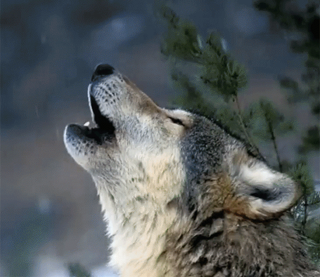 狼好き必見 狼の遠吠え画像をスムーズにつなぎ合わせたハイパーモーション動画 年8月29日 エキサイトニュース
