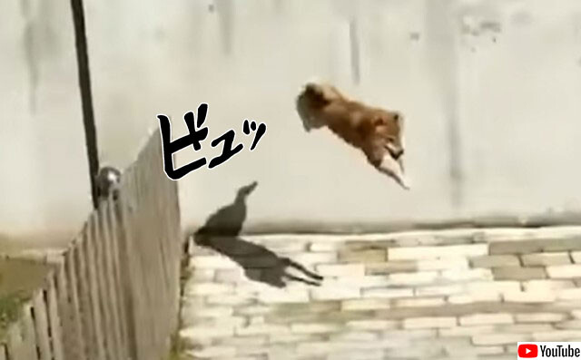 これぞ無策 柵 柵が全く役に立たない驚きの跳躍力を持つ犬 年9月11日 エキサイトニュース