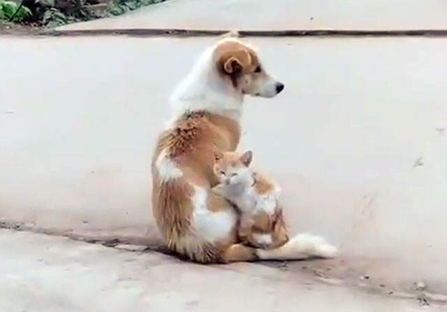 色と柄が激似の犬と猫の合体技が凄かった 積み重なって1つにまとまる 年10月19日 エキサイトニュース