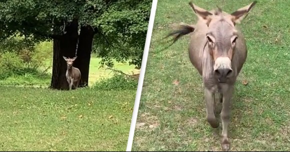 会いたかったよ 大好きな飼い主に会ったロバ 大興奮の声をあげ全身で喜びを表す 年9月10日 エキサイトニュース