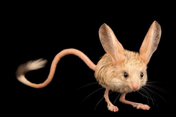 天地創造デザイン部の仕業か？小さな体に大きな耳を持つ「トビネズミ