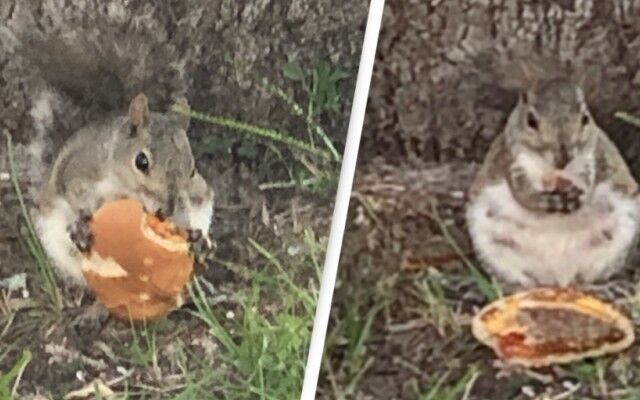 リスお前もか マクドナルドのチーズバーガーを愛するふとっちょリスが発見された 年10月5日 エキサイトニュース