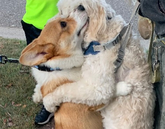 散歩中 出会ったすべての犬をギュっと抱きしめるコーギー犬 年10月9日 エキサイトニュース 2 3