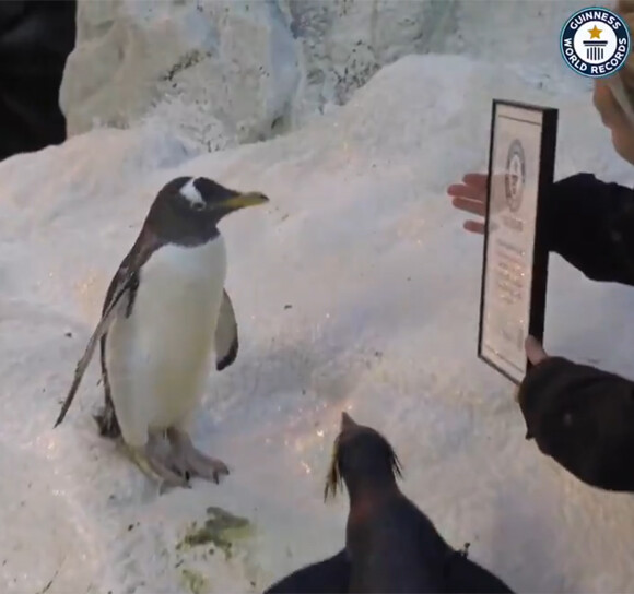 ペンギン ペット 人気 寿命