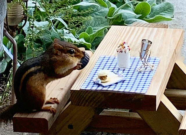 ようこそ小さなお客様 シマリスのための小さなレストランをオープン アメリカ 年11月8日 エキサイトニュース