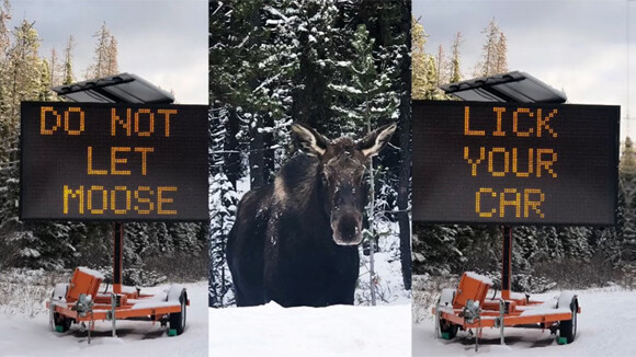 オンリーカナダ ヘラジカに車を舐めさせないでください の標識が出現 その理由とは 年11月26日 エキサイトニュース