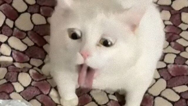 猫 サワークリームの匂いを嗅いでみた そして見せてくれたリアクションがこちら 年12月2日 エキサイトニュース