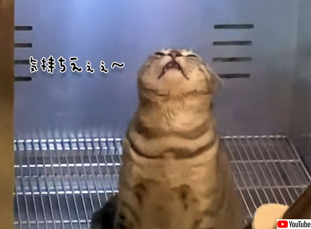 M 55 40 犬 おもしろい 猫 体重3kg以内 暖かい 洗濯可能 ペットの布団 猫用 裏起毛 ねこ