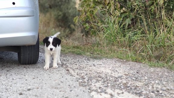 ボクを一緒に連れてって 車の後を必死で追いかけてきた野良犬の保護物語 ギリシャ 年12月14日 エキサイトニュース ボクを一緒に連れてって 車の後を必死で追いかけてきた野良犬の保護物語 ギリシャ 年12月14日 エキサイトニュース