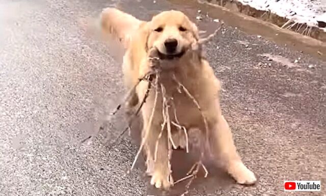 愛犬の 見て見て イイモノ拾ってきたヨ 凍った坂道をどや顔で走り下りて来るゴールデン 年12月27日 エキサイトニュース