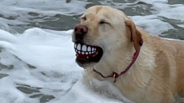 波打ち際で犬の見せた二ヤリ 歯の模様の描かれたボールをキャッチして満足そうな犬の表情に関する海外の反応 年12月29日 エキサイトニュース