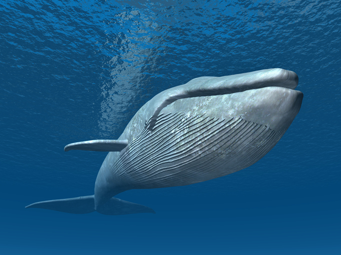 世界最大種のシロナガスクジラ お尻の穴はどれくらい大きいのだろう 21年1月16日 エキサイトニュース