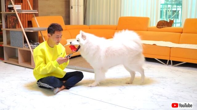サモエド犬 なんで遊んでくれないの ペットの相手を突然やめてみた結果 21年1月14日 エキサイトニュース