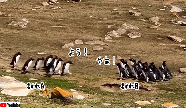 違うそっちじゃない 2つのペンギングループが集まった後に何かが起きる 21年1月23日 エキサイトニュース