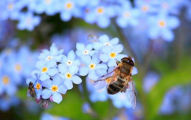 ミツバチも青色が好き 人間はミツバチのおかげで自然界では珍しい青い花を見ることができる 21年1月28日 エキサイトニュース