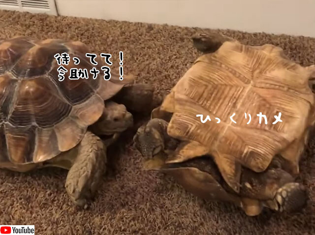 亀は仲間思い ひっくり返った亀を助ける3連発 21年2月10日 エキサイトニュース
