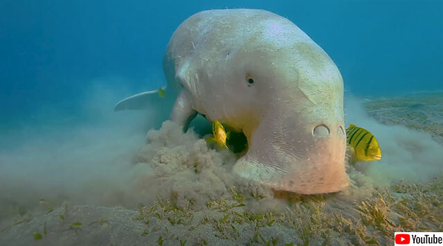 ずっと見てられるやつ 水中の大型草食獣 ジュゴン のお食事シーン 21年2月日 エキサイトニュース