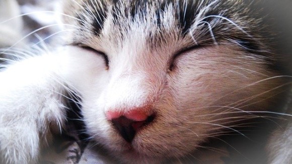 猫飼いあるある なぜ猫は飼い主の足元で眠るのか 21年3月4日 エキサイトニュース
