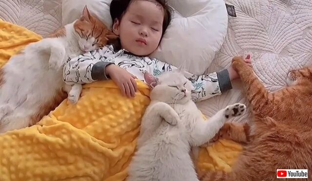 猫と赤ちゃんの優しい時間 可愛い可愛い妹ニャ と 少女を見守る5匹の保護猫たち 21年3月6日 エキサイトニュース