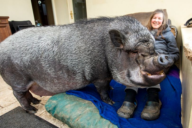 ミニブタだと言われて飼った豚が100キロを超えた件（イギリス）