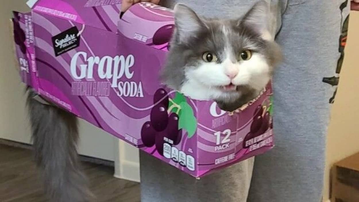 ソーダの空き箱にすっぽり 箱入り猫の嬉しそうなどや顔に関する海外の反応 21年4月21日 エキサイトニュース ソーダの空き箱にすっぽり 箱入り猫の嬉しそうなどや顔に関する海外の反応 21年4月21日 エキサイトニュース