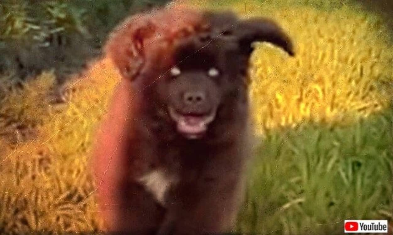 ニューファンドランドの子犬がこちらに走ってくる だが待ってほしい 何か違う気がしないか 21年4月30日 エキサイトニュース