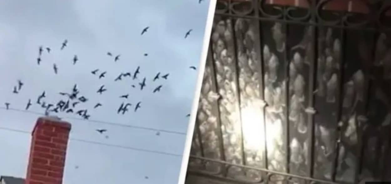 またしてもリアル ヒッチコック 千羽もの渡り鳥が民家の煙突に一斉に急降下 アメリカ 21年5月19日 エキサイトニュース