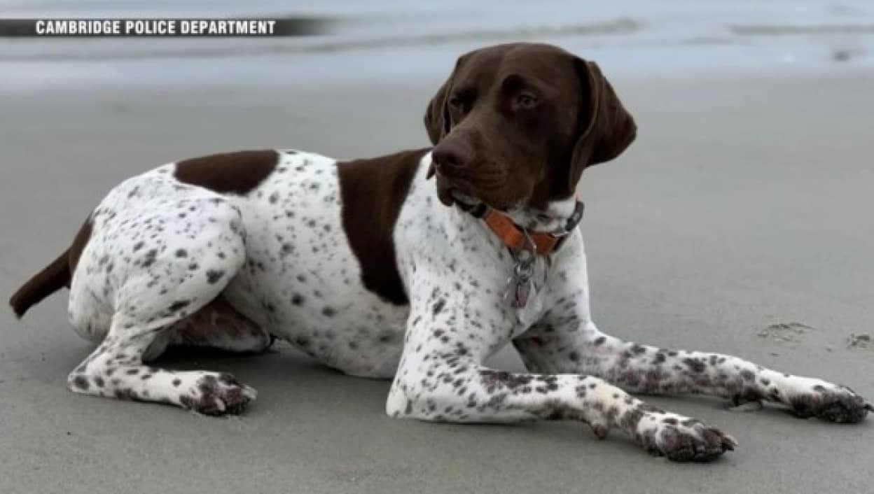 犬の誘拐現場で取材中のテレビ局 偶然にも犬を連れ去った男性と遭遇 犬は無事飼い主の元へ 21年5月13日 エキサイトニュース