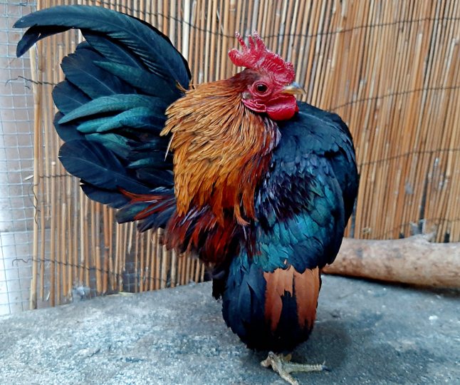 世界最小ながら筋肉マッチョ、マレーシア原産の特徴的な外観を持つ鶏