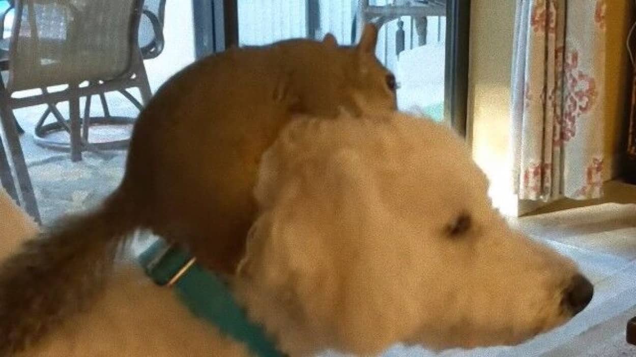 犬に乗りたいリス リスが乗ると頭を振りたい犬の異種間友情 保護された二匹は今はすっかり仲良しコンビみたいだ 21年5月19日 エキサイトニュース