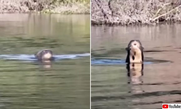 幸せなニュース 絶滅したと思われていた野生のオオカワウソを100年ぶりに再発見 21年6月1日 エキサイトニュース
