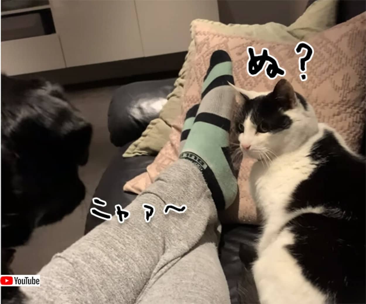 ワン と言っても無視されるので ニャォ と鳴いてみた犬 猫すぐさま反応 21年6月24日 エキサイトニュース