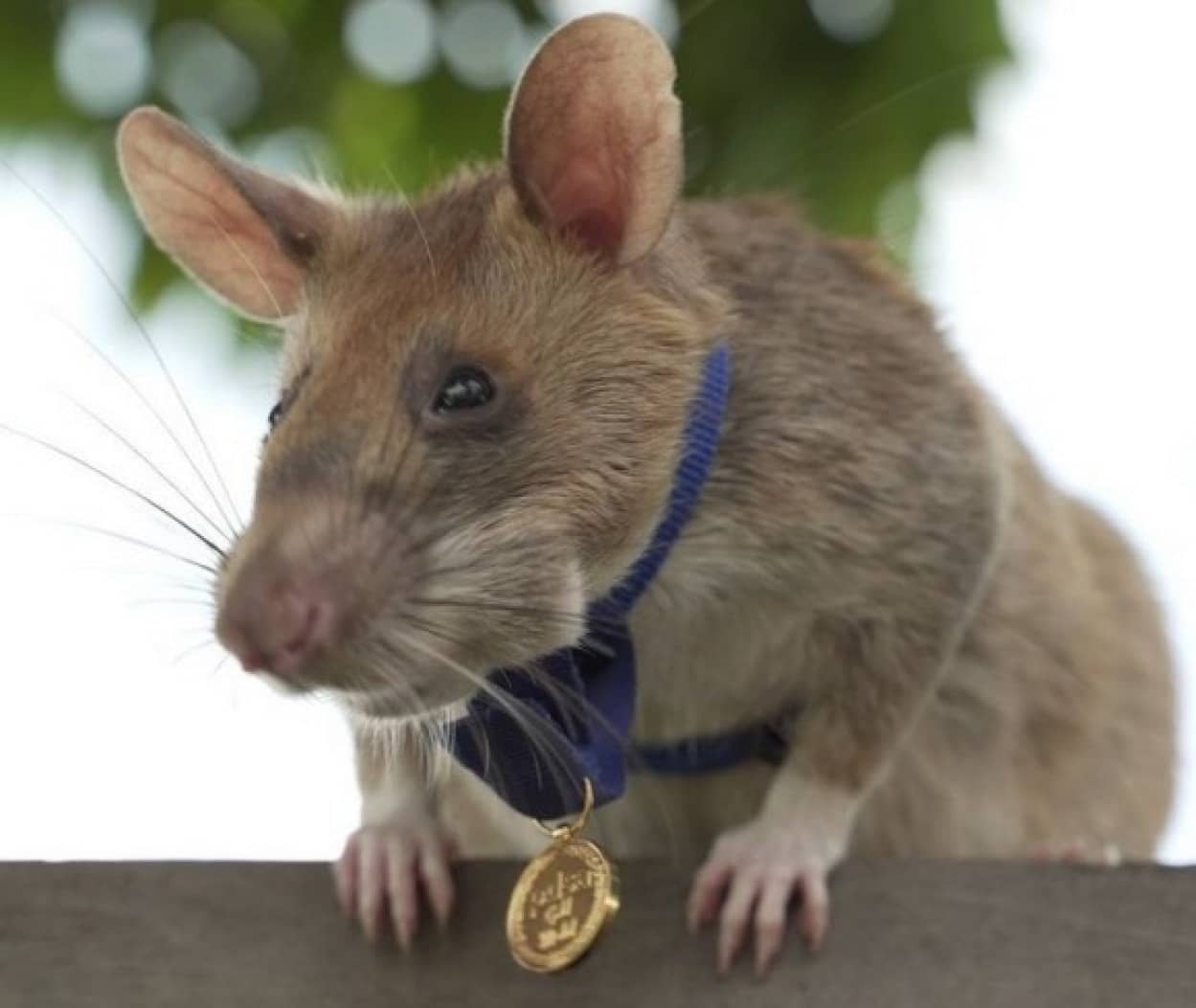 地雷撤去作業で多くの人間の命を救った英雄のネズミが引退へ 21年6月7日 エキサイトニュース