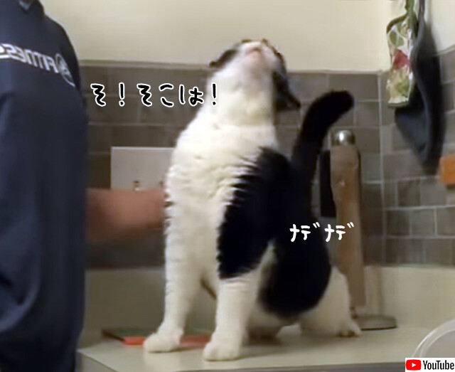 そ そこは あるポイントを撫でられた猫の錯乱 要音声 21年6月16日 エキサイトニュース