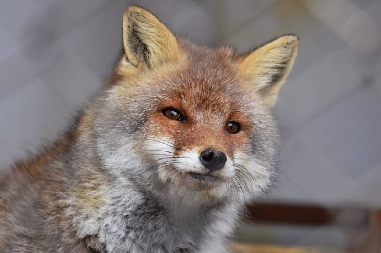 人間に飼いならされたキツネは脳が大きくなることが判明 21年6月18日 エキサイトニュース