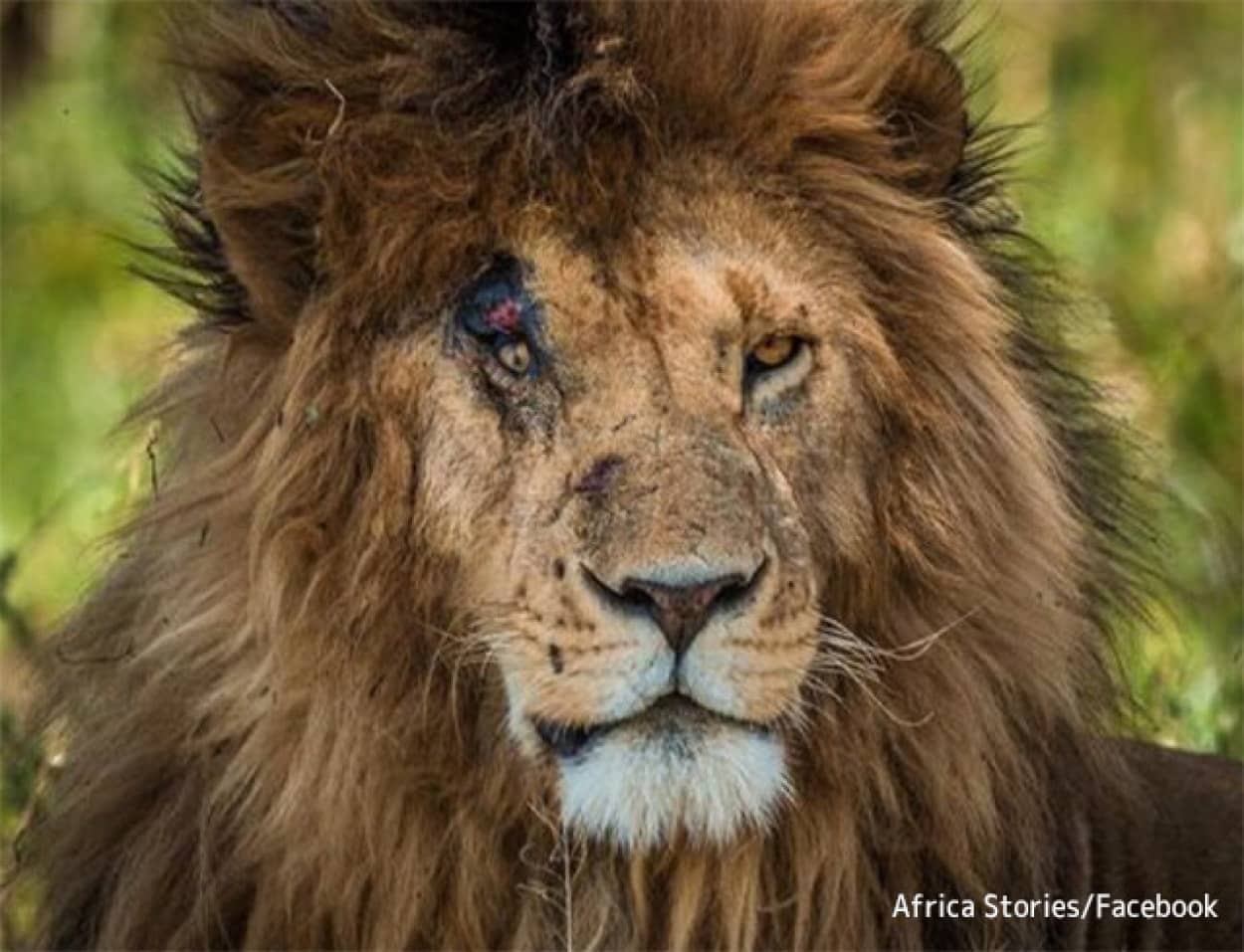 Rip 世界で最も有名なライオン スカーフェイス が14歳で天命を全うする ケニア 21年6月日 エキサイトニュース