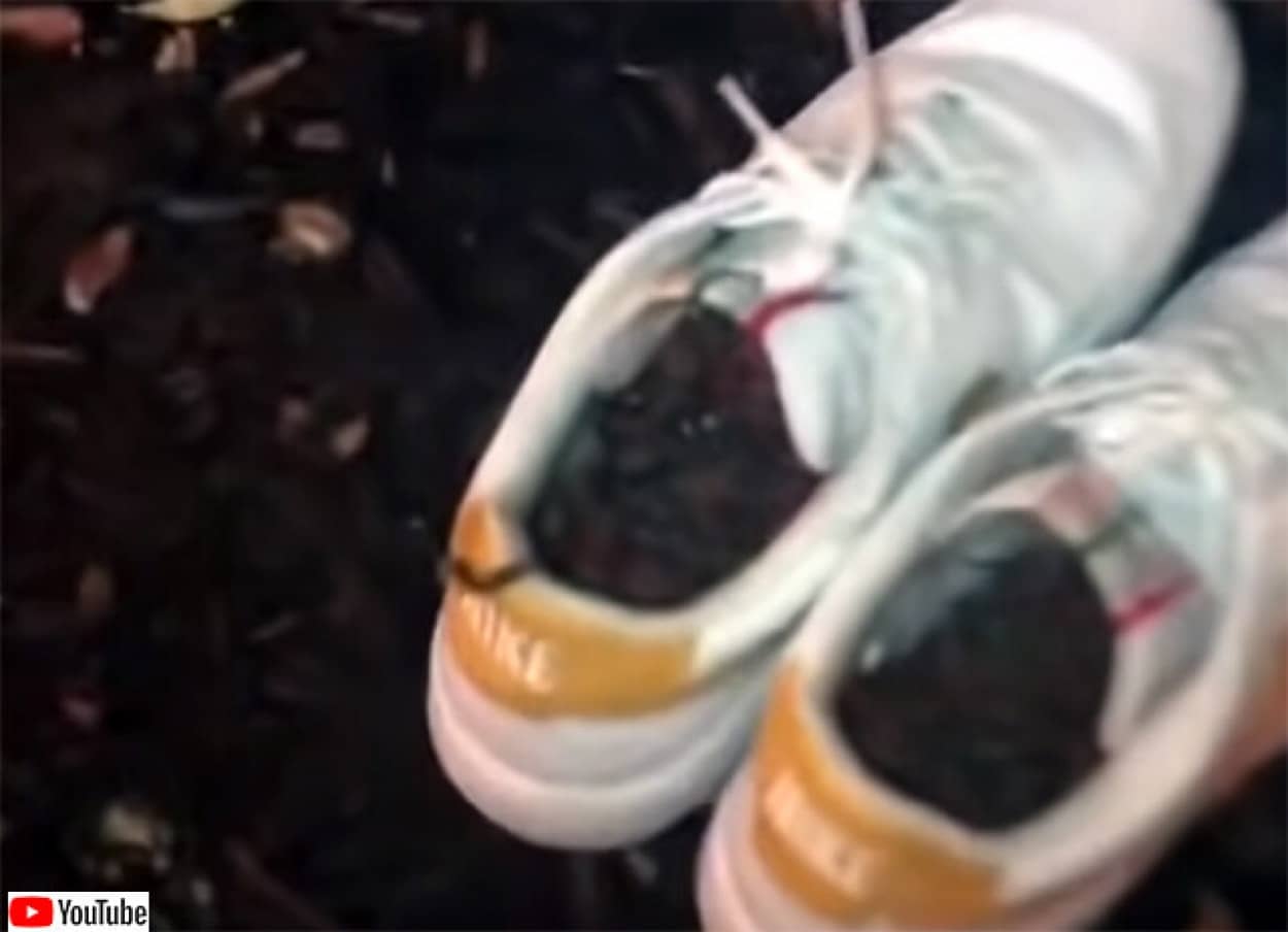 一晩スニーカーを外に置いておいたところ ヤスデの巣窟となっていた 大量ヤスデ出演中 21年6月21日 エキサイトニュース