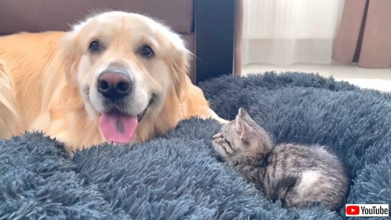 子猫にベッドを取られちゃった 仕方ないな 今だけだよ と優しくシェアするゴールデン 21年6月21日 エキサイトニュース